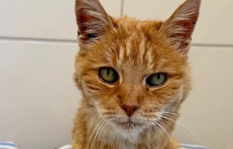 Katzen-Omi "Rübe"