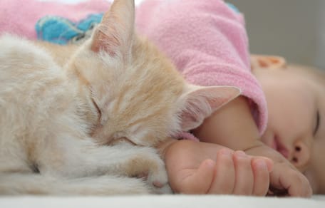 Katzen und Babys