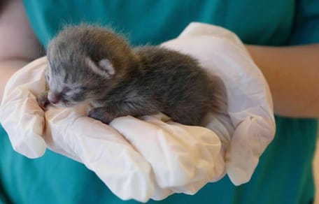 Katzenbaby auf einer Hand