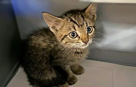 Katzenbaby sitzt in einer Kiste