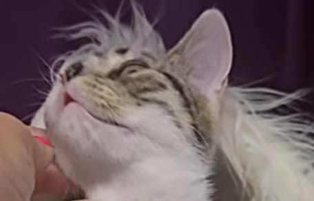 Katzenkind "Konfetti"