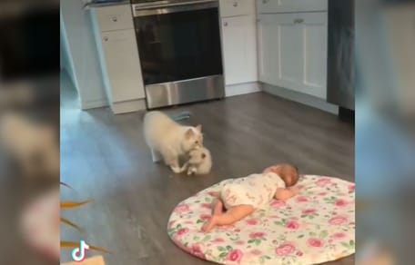 Une maman chatte attrape son chaton par le cou