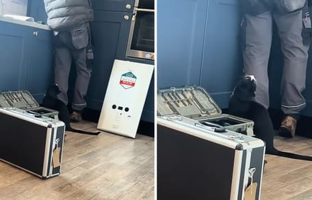 Katzer sitzt neben dem Handwerker in der Küche