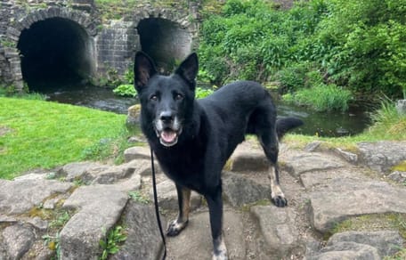 Kenai le chien