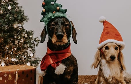 Kerstfotoshoot in Deventer bij Hashteckel