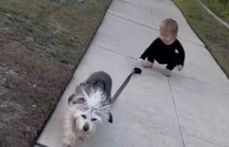 Kleines Mädchen versucht, mit dem Hund spazieren zu gehen: Hier bleibt kein Auge trocken