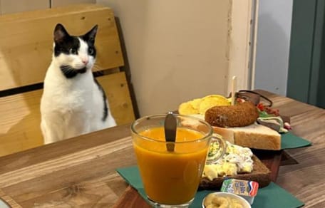 Kinderen niet meer welkom in kattencafe in Leiden