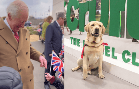 King Charles and a Labrador Retriever