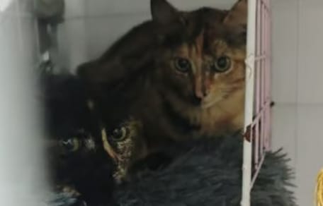 kira-canela-gatas-en-adopcion