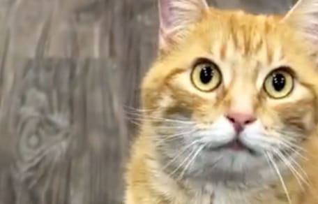 Kitt la chatte