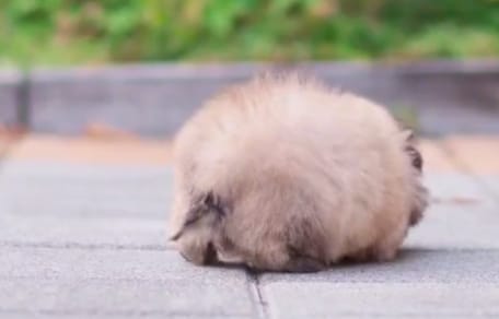 Kleiner Fellball auf dem Gehweg