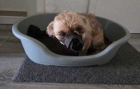 Kleiner Hund in einem Körbchen