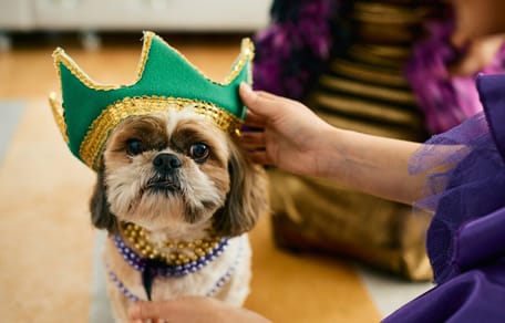 Kleiner Hund mit Karnevalskrone auf dem Kopf