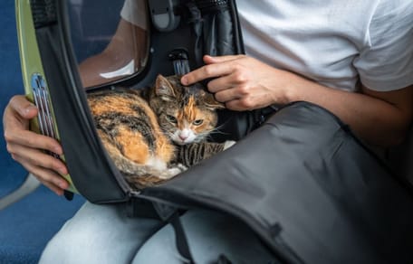 Kobieta ukarana grzywną we Francji, ponieważ kot zbyt głośno miauczy w pociągu