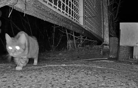 Kölner Großmarktkatze tappt in die Fotofalle