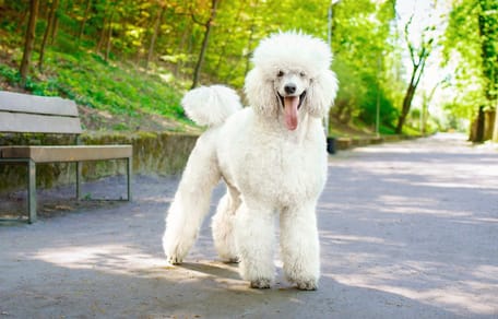 Standard Poodle