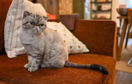 Kot Gary, przedmiot sporu