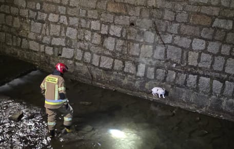 Kot i strażak z OSP Strzegom