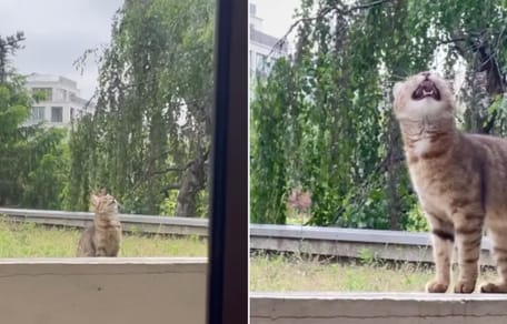 cat beneath apartment block
