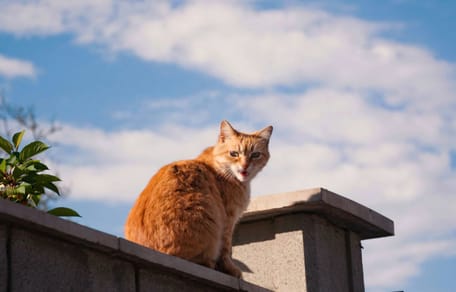 Die Katze des Nachbarn