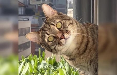 cat with tilted head staring