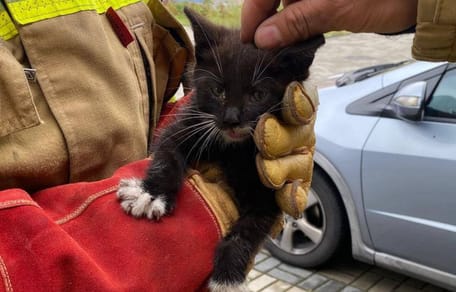 kot uratowany przez strażaków