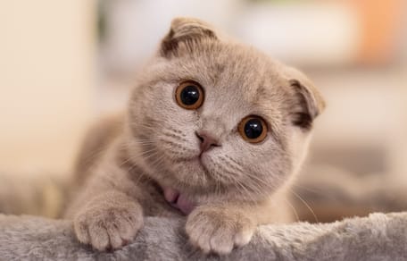 Katze im Haus