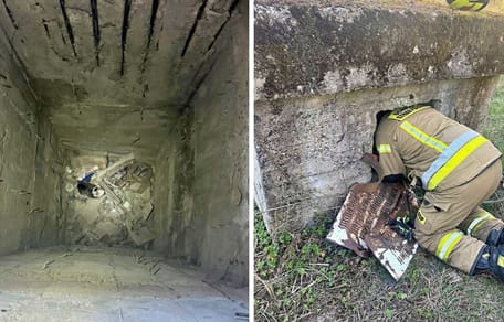 Kot w kanale i jego ratownik