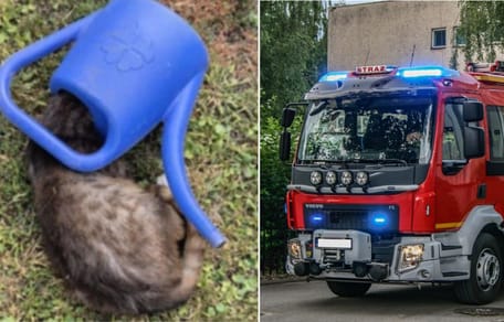 Kot z głową w konewce