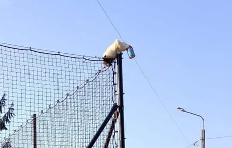 Kot z głowa w puszcze na ogrodzeniu