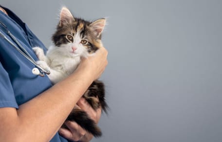 kotek na rękach u weterynarza