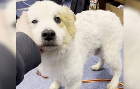 Kożuszek oddany do schroniska