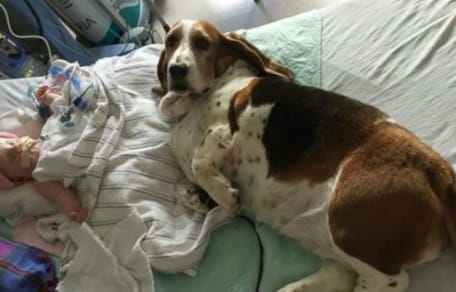 Pies w typie basseta