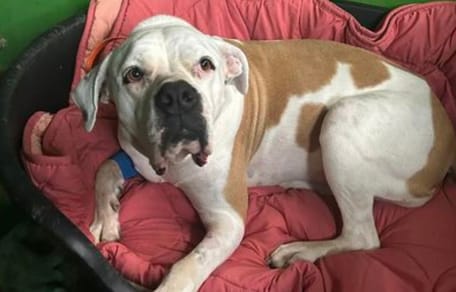 Animaux, chiens, chats, rongeurs : le site des animaux de compagnie