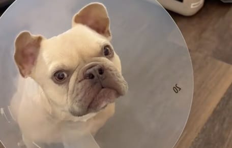 Kygo le chien