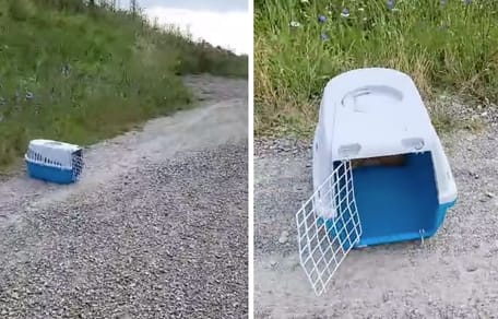Otwarty transporter dla kota na ścieżce do schroniska