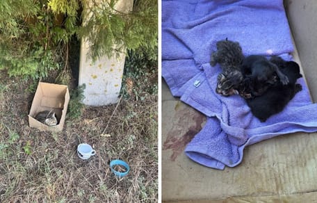 Die Katze und ihre Katzenbabys