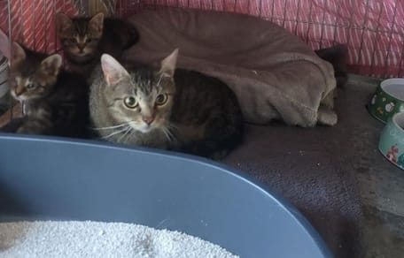 La chatte et ses chatons