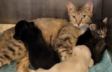 De kat die de twee puppy's heeft geadopteerd