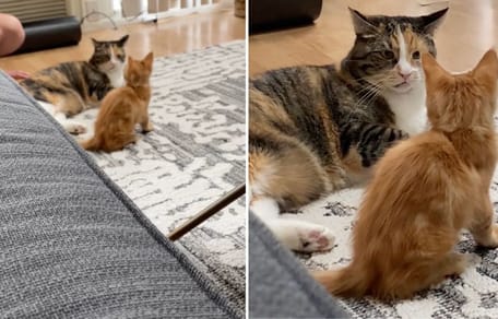 The cat staring at the ginger kitten