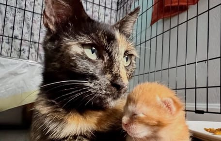 La chatte tricolore et un chaton