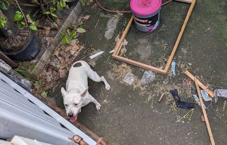 La chienne abandonnée dans le jardin