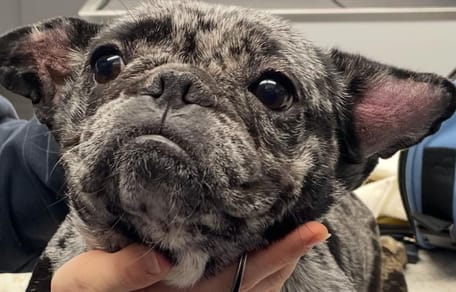 Perra bulldog francés encontrada en aparcamiento