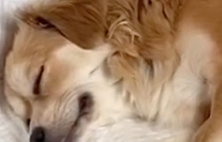 La chienne Cheesecake