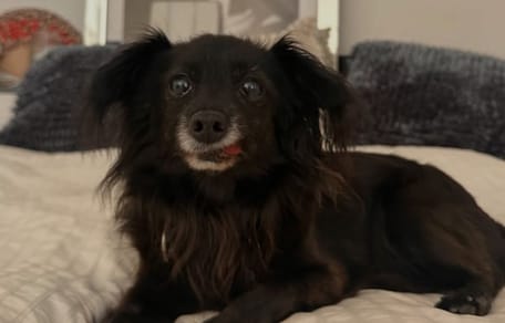 La chienne Jolie