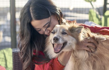 La médiation animale au sein d'une école