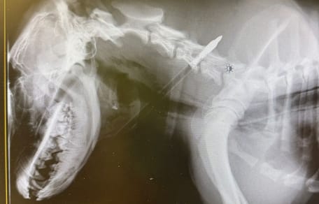 La radiographie de la flèche logée dans le corps du chien
