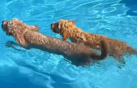 Labradoodle pup Luna wordt geholpen met zwemmen door oudere zus