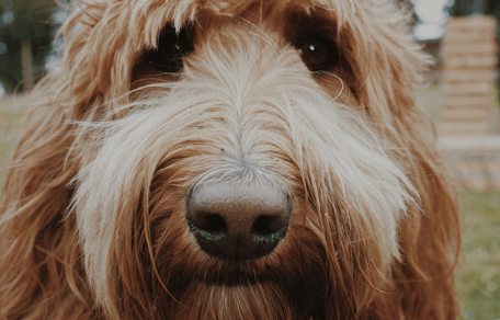 Labradoodle staring at camera