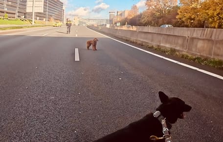 Labradoodle wordt van A10 gered door politiehonden Barras en Buddy